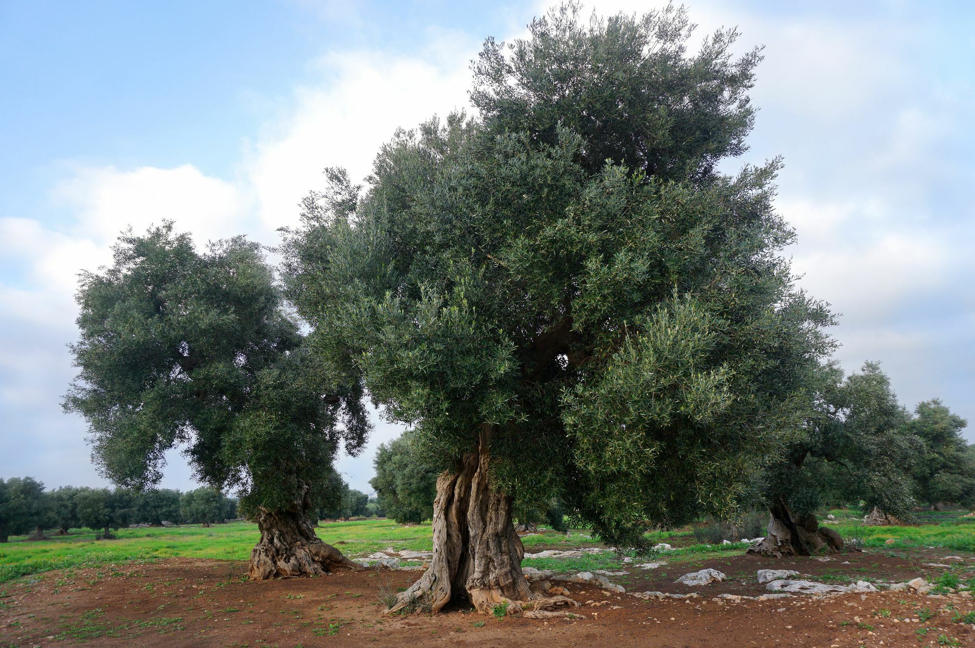 Masseria Capece Pezze Di Greco Εξωτερικό φωτογραφία