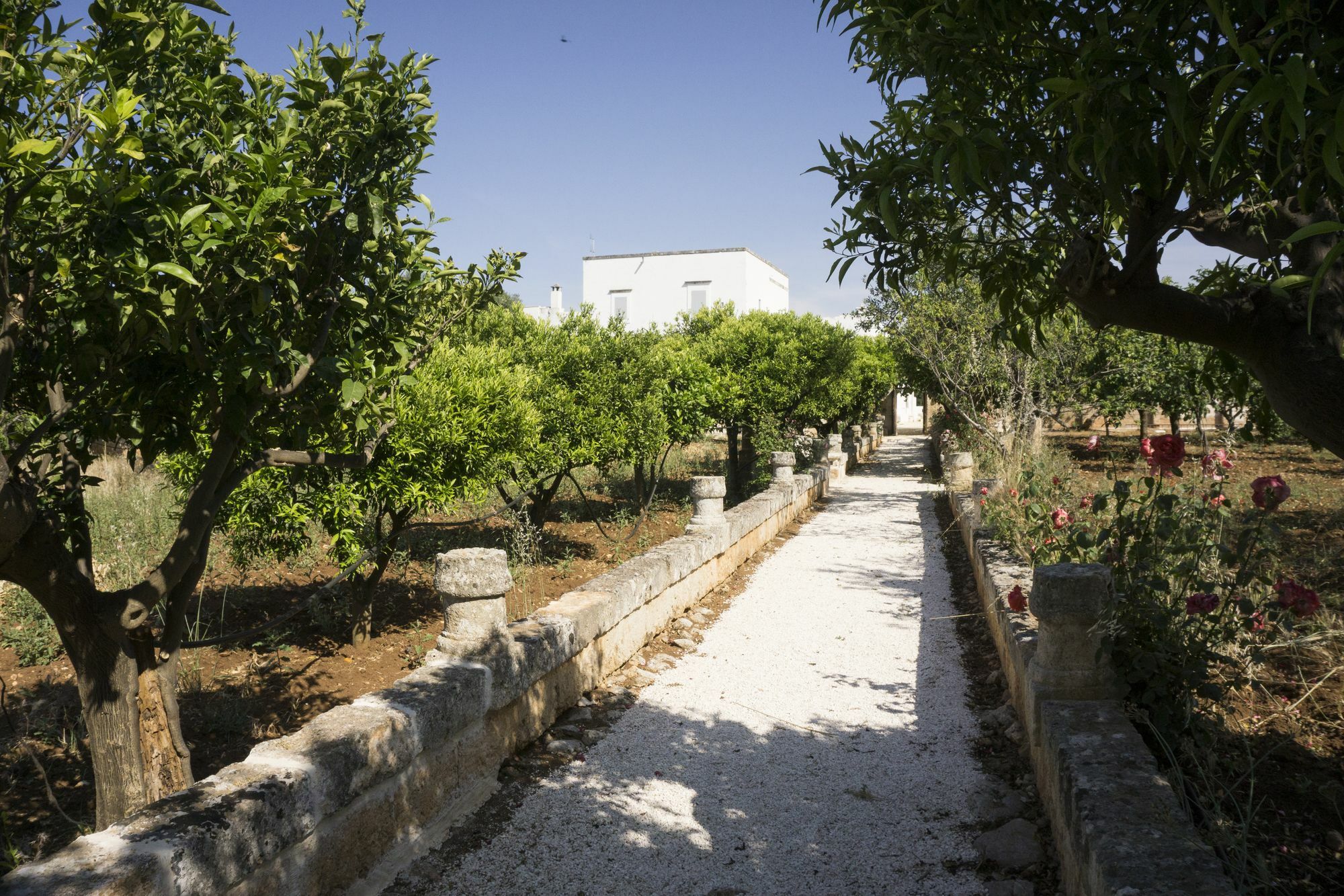 Masseria Capece Pezze Di Greco Εξωτερικό φωτογραφία